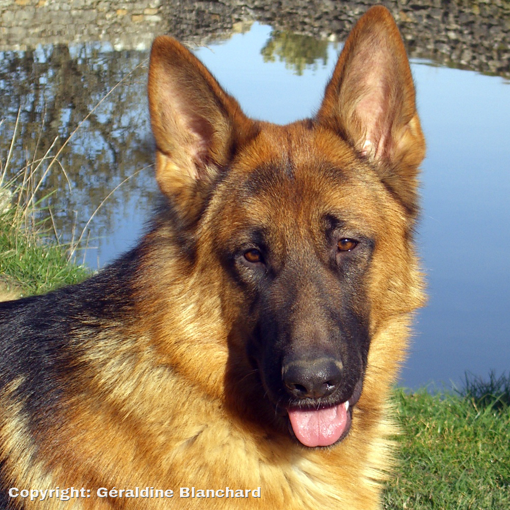 berger allemand en parfaite santé